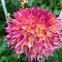 Dev Çiçekli Myrtle's Folly Dahlia Yıldız Çiçeği Yumrusu 1 Adet