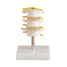 Lumbar Vertebra Modeli 3 Omurlu