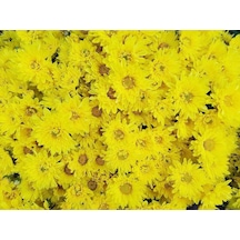 Sarı Kasımpatı Çiçeği Fidanı Saksılı 10-20 Cm