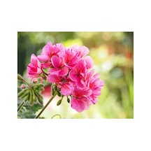 Bordo Sakız Sardunya Fidanı Bordo 10-20 Cm