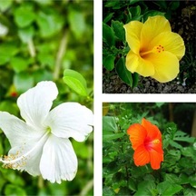 Videolu 3'lü Karışık Renk Japon Gülü Çiçeği 20-30 Cm Tüplü Çiçekli Bodur Bitki Camellia Japonica