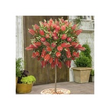 Ebruli Fırça Çalısı Fidanı 30-60 Cm