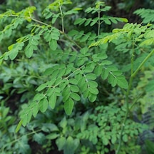 Moringa Agacı Fidanı