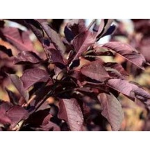 Kırmızı Yapraklı Süs Kirazı Prunus Schubert Fidanı 1-2 Yaş