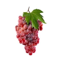 2 Yaş Red Globe Üzüm Fidanı -Açık Kök-