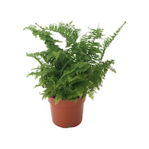 Nephrolepis Exaltata (Aşk Merdiveni) Ø12 CM Y25-30 CM