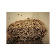 2kg Kuru Yonca Otu, Kemirgen Otu Chinchilla, Tavşan, Ginepig, Ha
