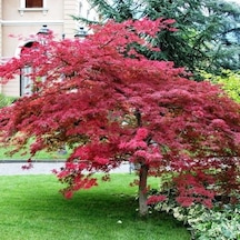 Kırmızı Yapraklı Japon Akçaağaç Acer Palmatum Atropurpureum 10 Ad