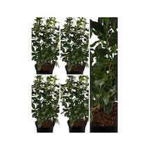 Videolu Kartopu Viburnum Lucidum Fidanı 5 Adet Saksılı/ Tüplü 15-30 Cm Doğal Çit Duvar Bitkisi