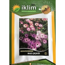 Buz Çiçeği Tohumu2 N117277