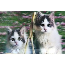 3 Boyutlu Resim Sevimli Kediler İkili Kedi Resmi Tablosu 40x60 Cm