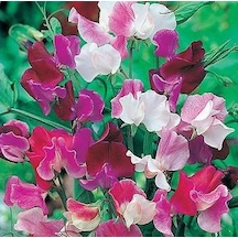 10+ Kokulu Karışık Renk Çiçekli Sweet Pea Tohumu