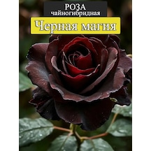 "chernaya Magia" Gül Fidanı