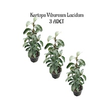 Kartopu Viburnum Lucidum 3 Adet 60-80 Cm Saksılı Dış Mekan Bahçe Peyzaj Çit Bitkisi