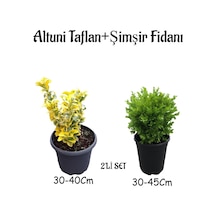 Altuni Taflan 30-40cm +çalı Şimşiri 30-45cm 2'li Set Saksılı Bahçe Bitkisi