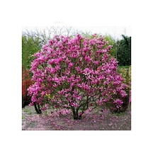 Magnolıa Soulangeana Susan Yoğun Kokulu Pembe Çiçekli Manolya Fidanı