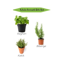 Aromatik Kokulu Mutfak Seti Reyhan+biberiye Fidanı+kekik Fidesi 3 Adet