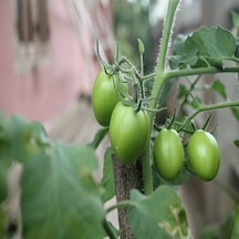 Green Rahibe Domates Tohumu 15 Tohum