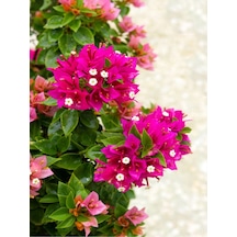 Pembe Bodur Begonvil Gelin Duvağı Çiçeği Fidanı 1 Adet Saksılı 50-70 Cm Bougainvillea