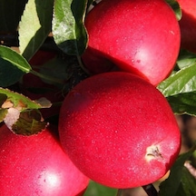 Tüplü Aşılı Özel Ürün Erkenci Yaz Elması Yarı Bodur Buckeye Gala