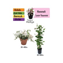 Kokulu İzmir Yasemini+kokulu Hanıme Çiçeği+telgraf Çiçeği 3'lü Peyzaj Seti
