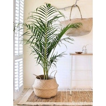 Serada Decor Plant Areka Salon Palmiyesi Salon Palmiyesi 80-120 Cm Areca Palm Salon Ofis Bitkisi