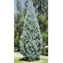 Videolu Mavi 1 Adet Servi Çamı Fidanı 30-70cm Saksılı\tüplü Cedar Pine Tree Sapling
