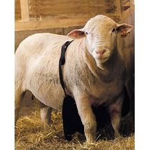 Çiftleşme Önleyici Kılavuz Koç Önlüğü Uzun