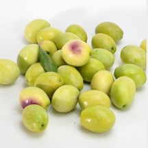 Tüplü Sofralık Ayvalık Edremit Zeytin Fidanı