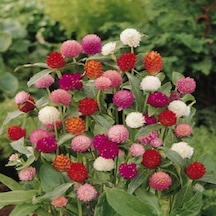 Gomphrena Globosa Beyaz Medine Çiçeği Tohumu 50 Tohum