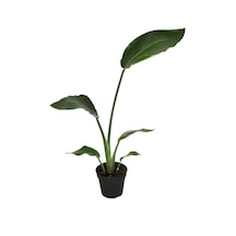 Strelitzia Nicolai - Ev Ve Ofis Bitkisi N11.717