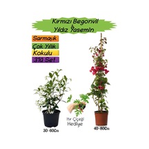 Kırmızı Renk Begonvil+kokulu Yıldız Yasemin+ıtır Çiçeği 3'lü Peyzaj Seti