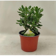 Para Ağacı Para Çiçeği Bereket Ağacı Fidanı Crassula Ovata 10-20 Cm