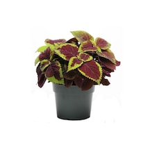 Serada Decor & Plant Yaprak Güzeli Kolyos Çiçeği Canlı