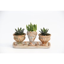 Trio Helen Orange Sukulent Seti - Haworthia Pumila. Huernia