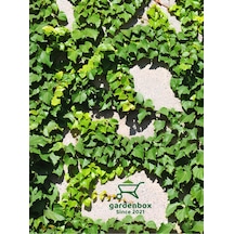 Yeşil Hedera Helix Sarmaşığı 1 Adet Saksılı 30-40cm+yaprak Güzeli
