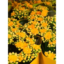 Sarı Kalanşo Emel Hanım Çiçeği 1 Adet Saksıda 15-25cm Çiçekli Bodur Bitki Kalanchoe