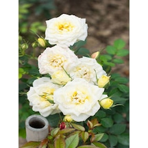 Videolu Mis Kokulu 1 Adet Beyaz Minyatür Gül 20-45cm Saksılı Miniature Rose