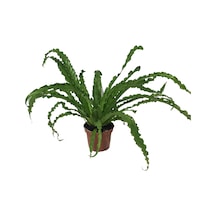 Asplenium Antiquum 'Osaka' (Eğrelti Otu) Ø12 CM Y25-30 CM