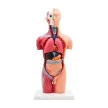 Temel Büyük İnsan Vücudu Modeli 45 Cm 69120567