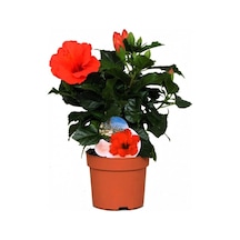 Japon Gülü Hibiscus Kırmızı Renk Çiçekli Kalın Yapraklı Ithal.