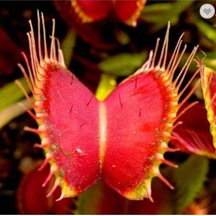 5 Adet Venus Flytrap Fresh Garden Tohumu
