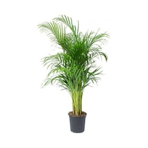 Serada Decor&plant Areka Palmiyesi Ev Ofis Salon Bitkisi -salon Palmiyesi 100-120 Cm