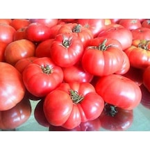 Tohhum Ankara Ayas Domates Tohumu 50+ Tohum