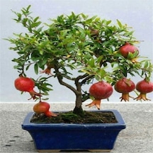 Nadir Ithal Bodur Nar Bonzai Ağacı Tohumu 5 Tohum Bonsai Tohumu