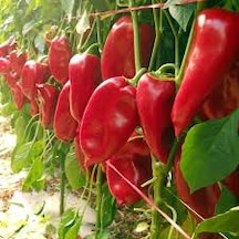 100 Adet Tohum Nadir Mini Kırmızı Kapya Biber Tohumu Saksı Toprak