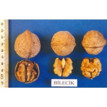 Bilecik Ceviz Fidanı 3 Yaş Tüplü ve Aşılı 3 Adet