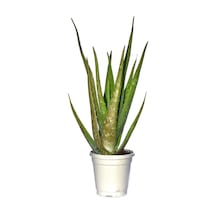 Nura Botanik Aloevera Bitkisi Fidanı +4 Yaş Yetişkin Saksılı Şifalı Aloe Vera 50-60 Cm