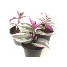 Pembe Telgraf Çiçeği 3 Adet Saksılı 10-20cm