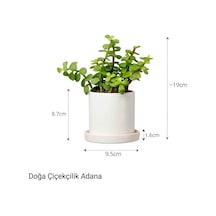 Para Çiçeği Özel Saksıda Afra Portulacaria